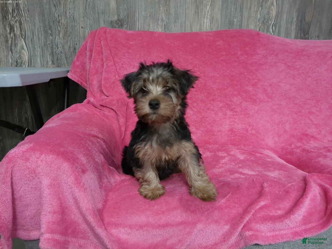 Yorkshire Terrier dogs for sale: Tank - Image 5