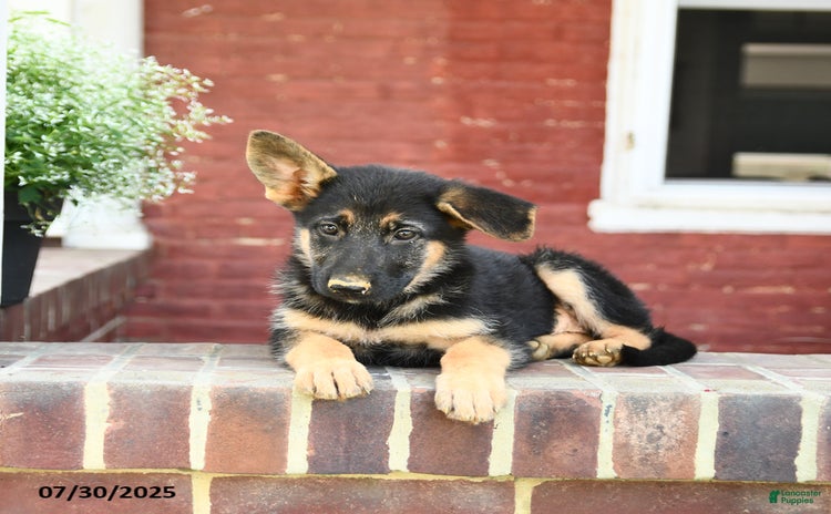 German Shepherd dogs for sale - Ad 3