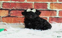 Yorkiepoo dogs for sale: Rex - Image 9