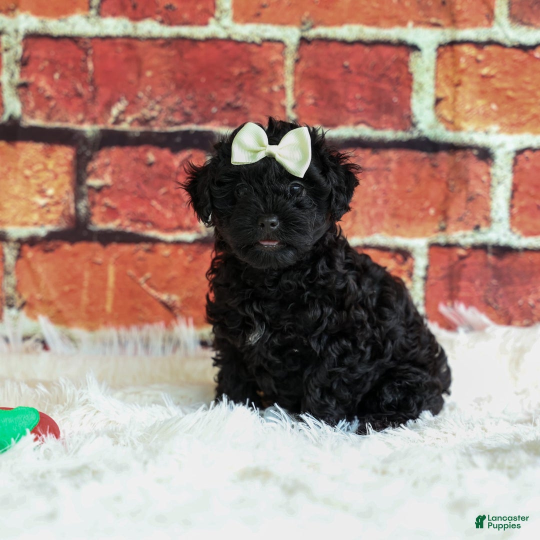 Yorkiepoo dogs for sale: Rex - Image 9