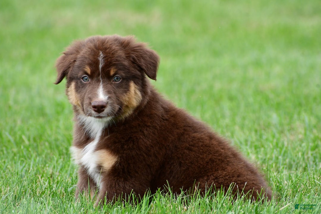 Australian Shepherd dogs for sale: Henry - Image 6