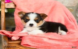 Welsh Corgi Pembroke dogs for sale: Valley Akc - Image 3