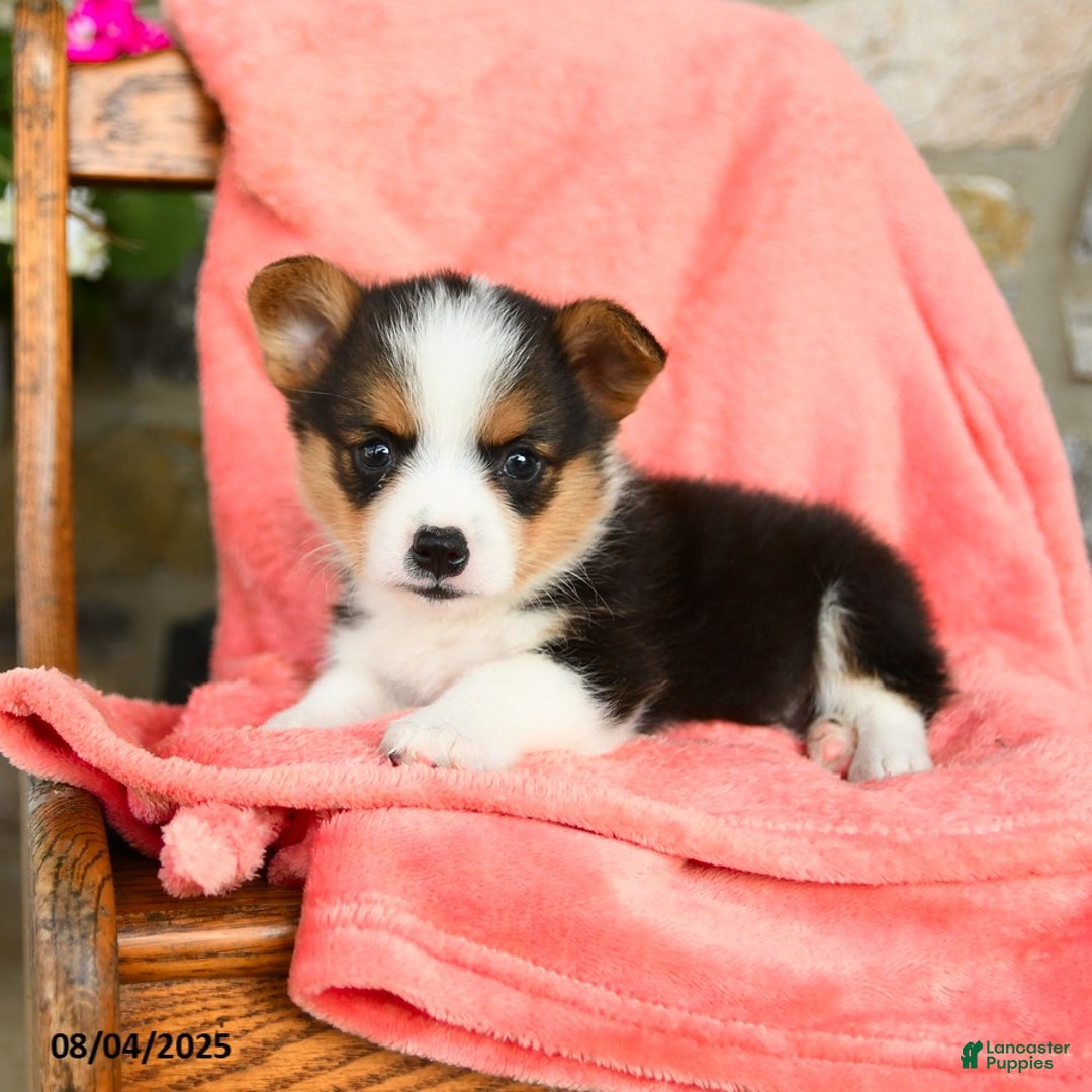 Welsh Corgi Pembroke dogs for sale: Valley Akc - Image 3