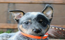 Australian Cattle Dog dogs for sale: Cookie - Image 4