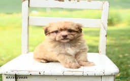 Havanese dogs for sale: Baxter - Image 3