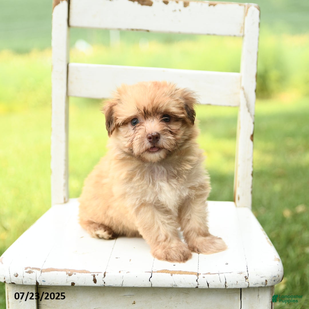 Havanese dogs for sale: Baxter - Image 3