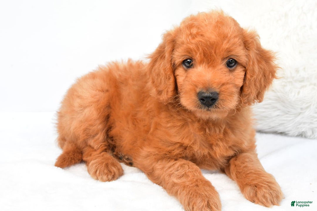 Mini Goldendoodle dogs for sale: Chloe - Image 8