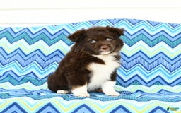Miniature Australian Shepherd dogs for sale: Mocha - Image 2