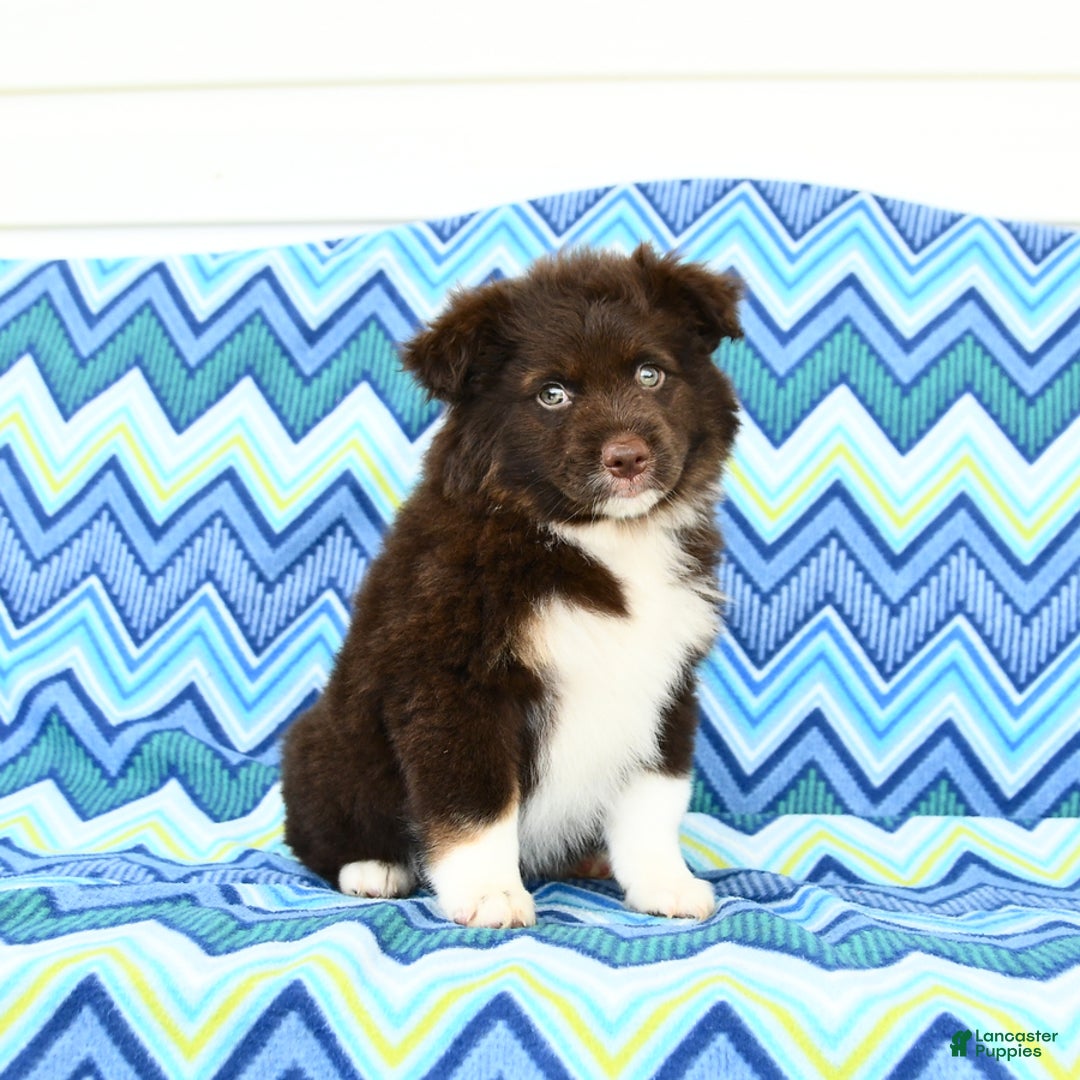 Miniature Australian Shepherd dogs for sale: Mocha - Image 2