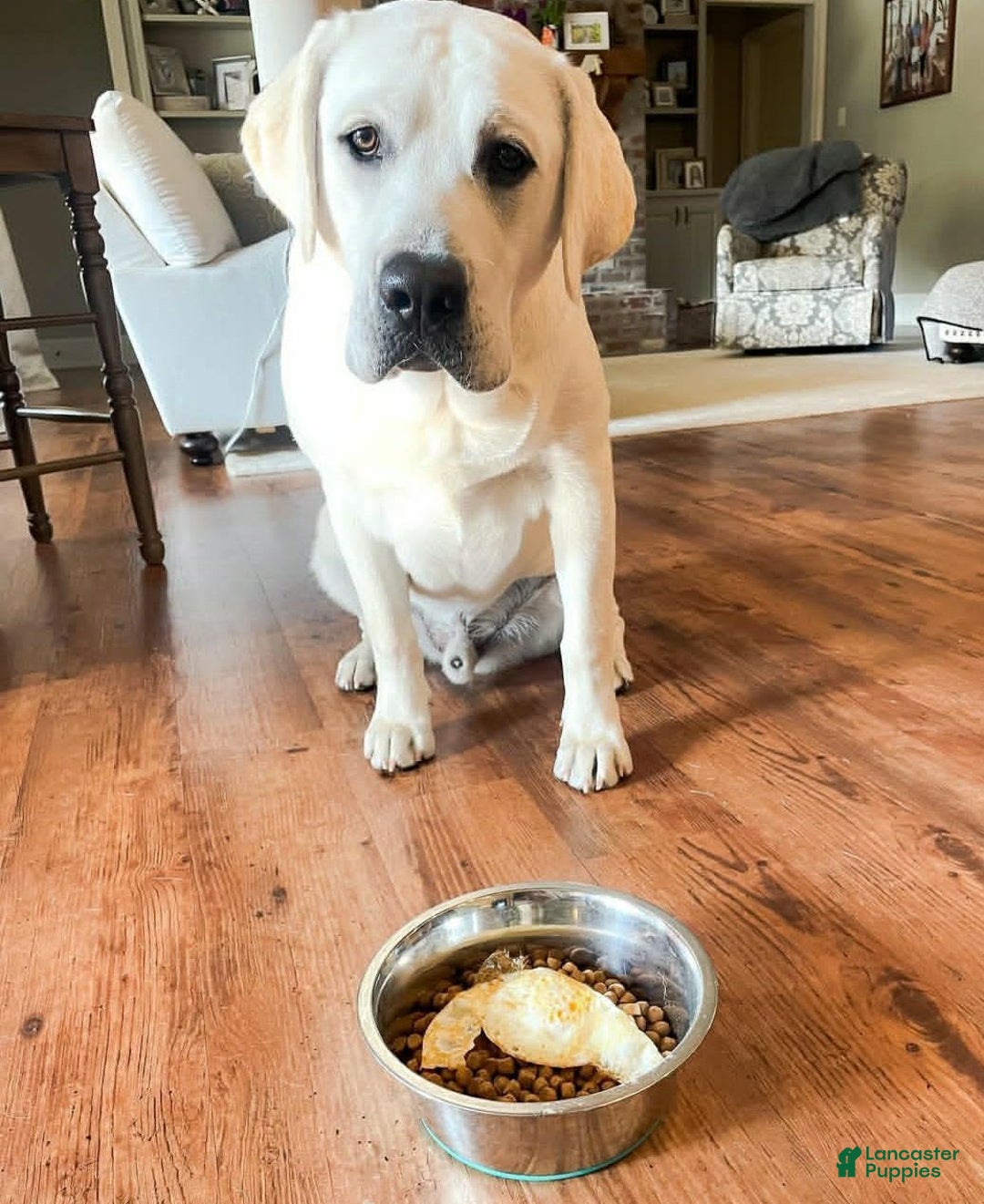 Labrador Retriever dogs for sale: Olivia - Image 10