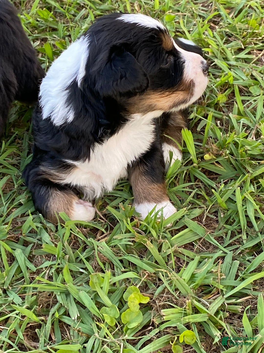 Australian Shepherd dogs for sale: Annie Oakley - Image 5