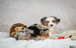 Miniature Australian Shepherd dogs for sale: Isabella - Image 7