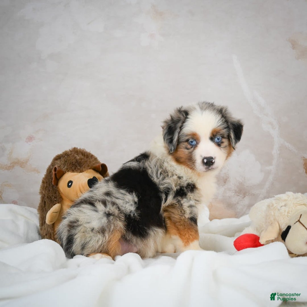 Miniature Australian Shepherd dogs for sale: Isabella - Image 7