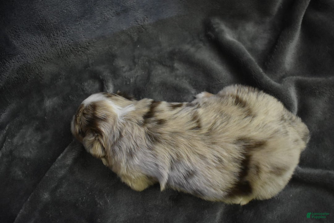 Miniature Australian Shepherd dogs for sale: Diesel - Image 3