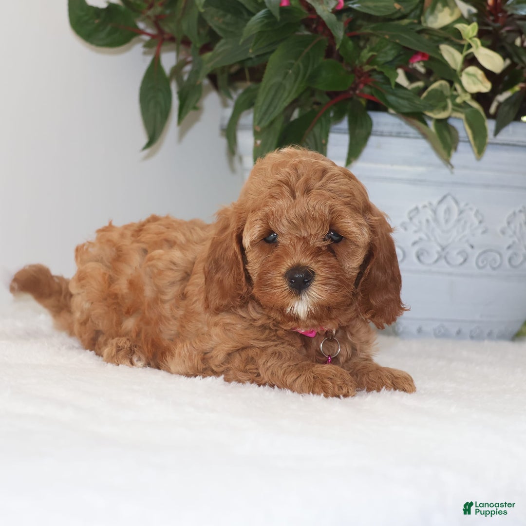Cavapoo dogs for sale: Clover - Image 2