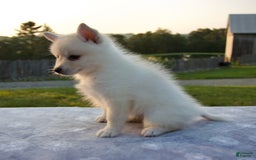 Pomsky dogs for sale: Tannar - Image 6