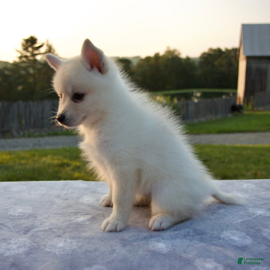 Pomsky dogs for sale: Tannar - Image 6
