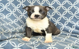 Boston Terrier dogs for sale: Kolby - Image 9