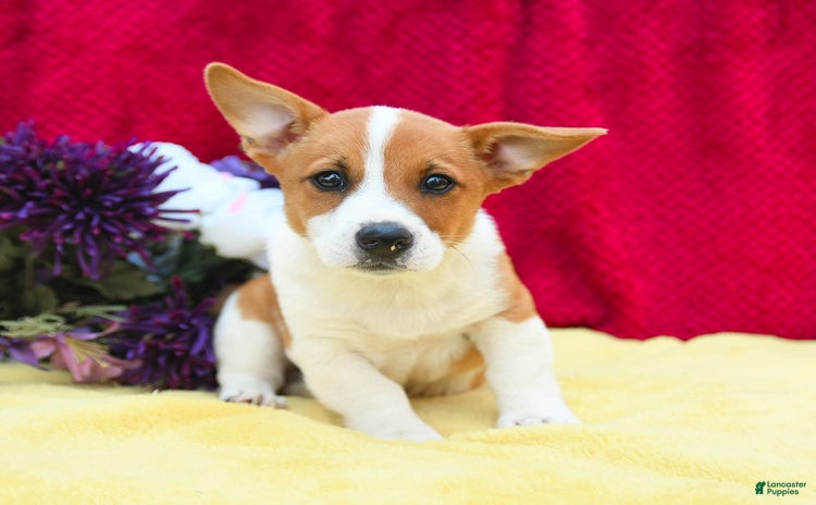 Welsh Corgi Pembroke dogs - Advert 4
