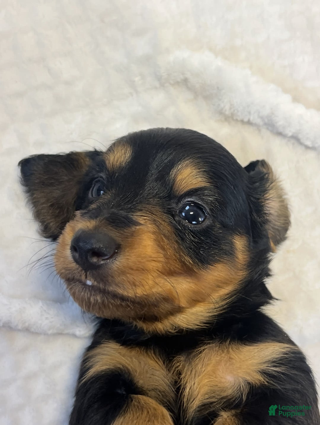 Miniature Dachshund dogs for sale: Chocolate - Image 3