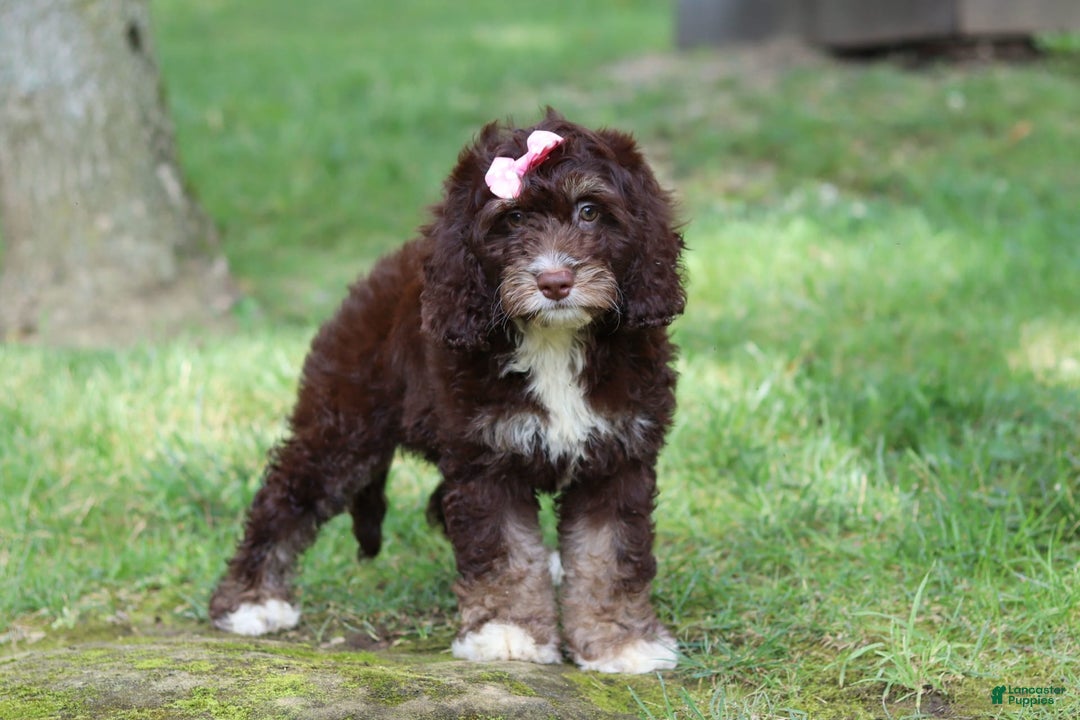 Cockapoo dogs for sale: Precious - Image 10