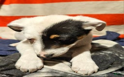 Border Collie dogs for sale: Gumbi - Image 34