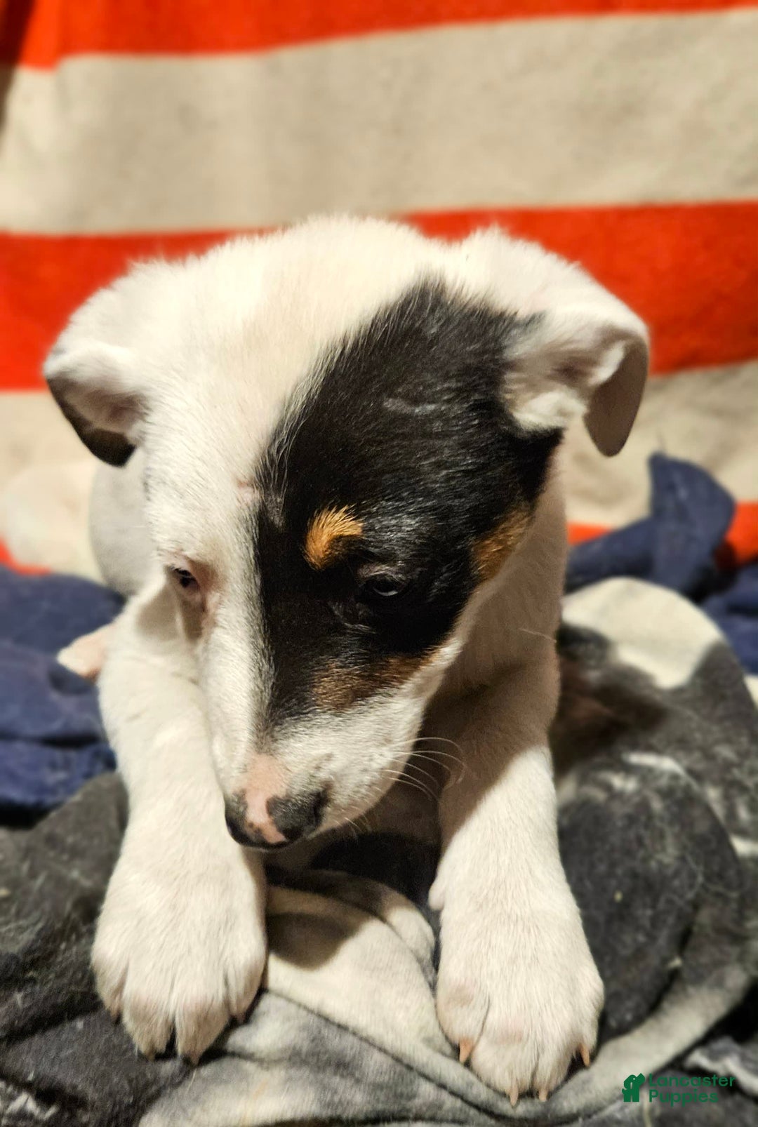Border Collie dogs for sale: Gumbi - Image 34