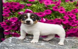 Jack Russell Terrier dogs for sale: Quinn - Image 1