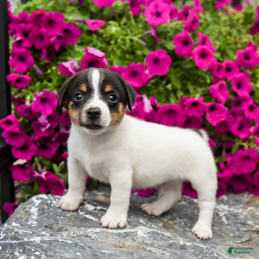 Jack Russell Terrier dogs for sale: Quinn - Image 1
