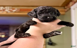 Goldendoodle dogs for sale: Kenny - Image 1
