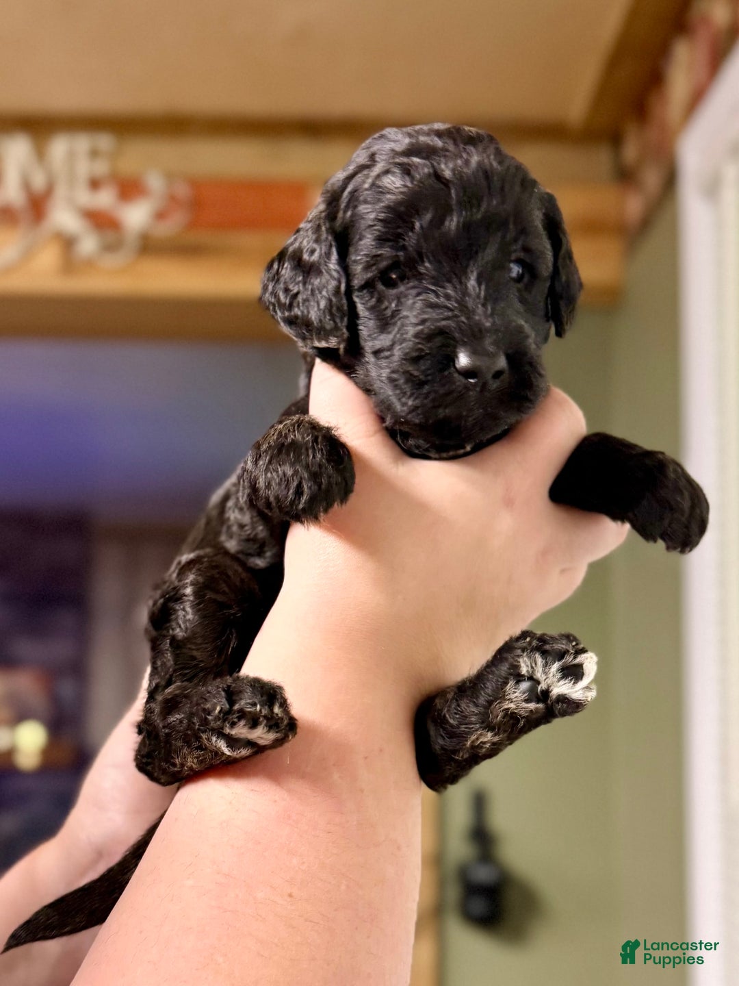 Goldendoodle dogs for sale: Kenny - Image 1