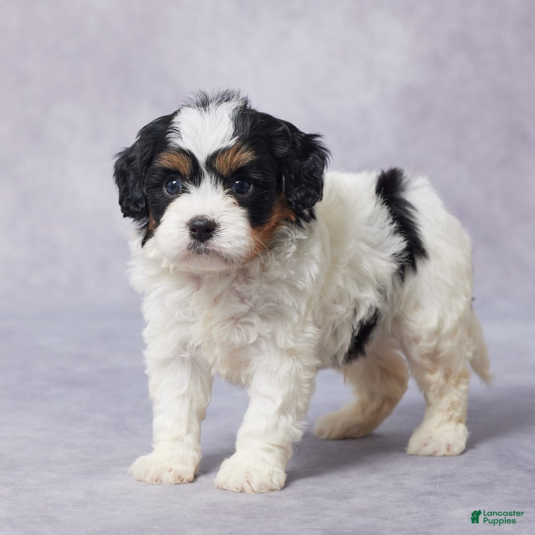 Cavapoo dogs for sale: Dax - Image 5