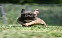 French Bulldog dogs for sale: Rey - Image 1