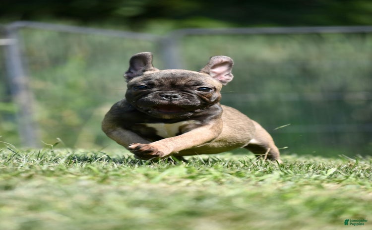 French Bulldog dogs for sale - Ad 3