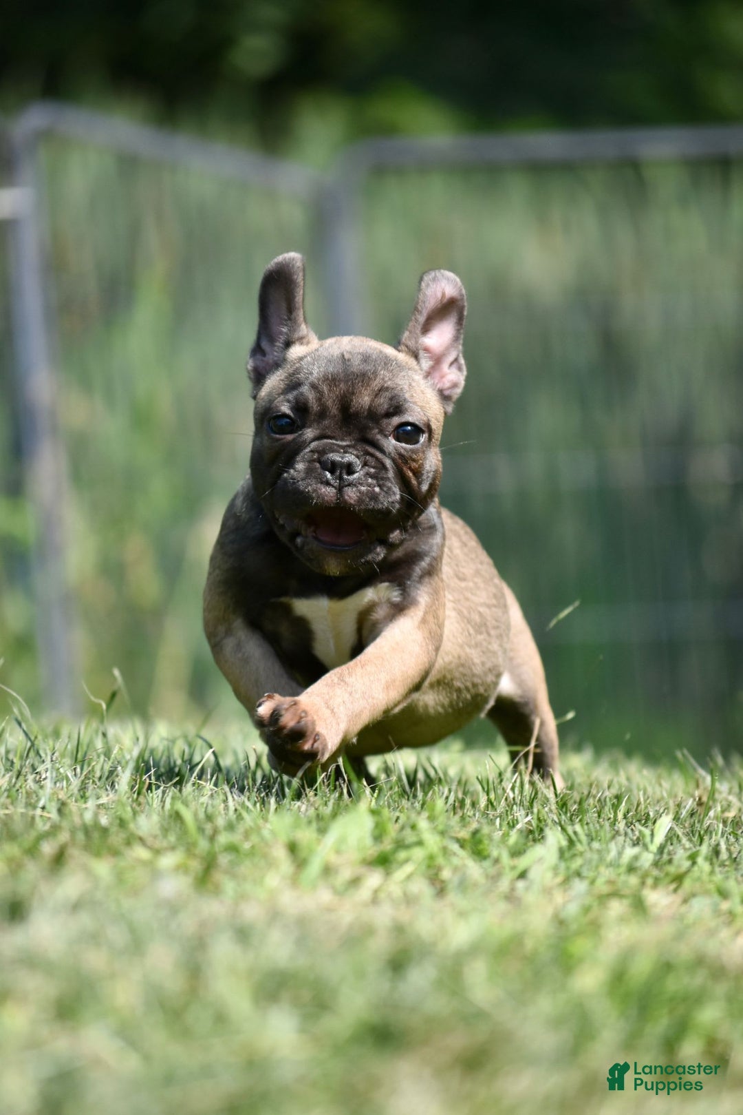 French Bulldog dogs for sale: Rey - Image 1