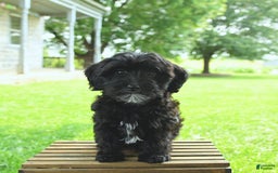 Havapoo dogs for sale: House Raised Billy - Image 8
