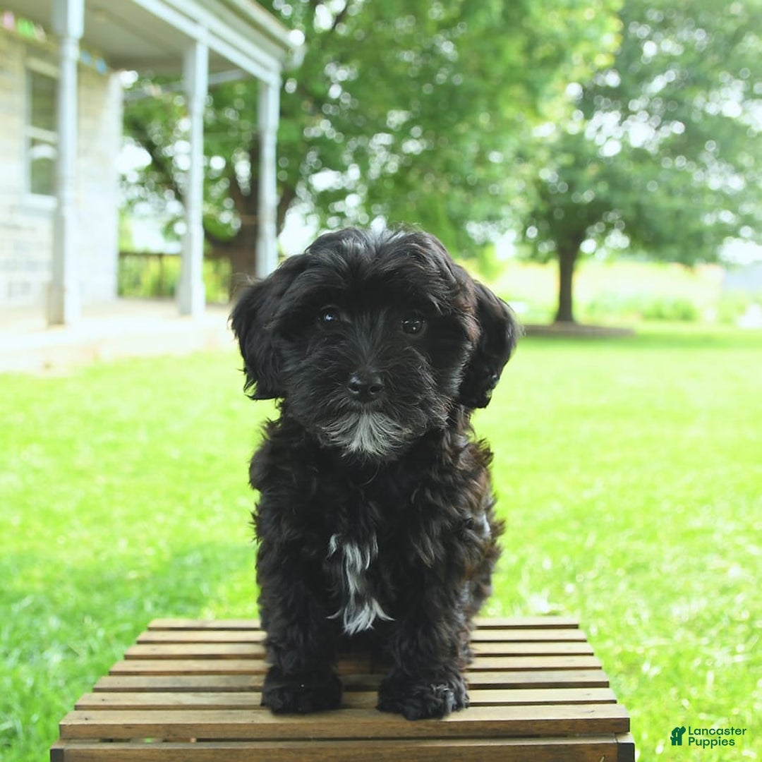 Havapoo dogs for sale: House Raised Billy - Image 8