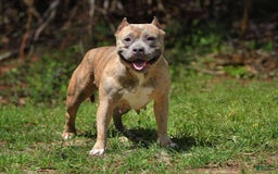 American Bully dogs for sale: Fawn/White Merle Male - Image 4