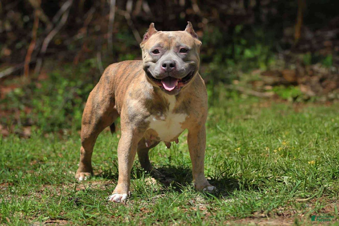 American Bully dogs for sale: Fawn/White Merle Male - Image 4