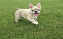 French Bulldog dogs for sale: Zoro - Image 4