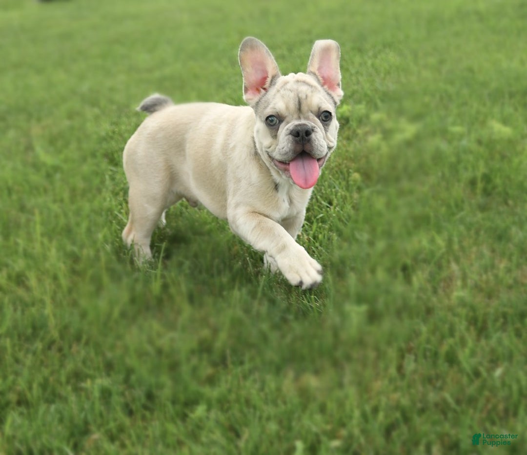 French Bulldog dogs for sale: Zoro - Image 4