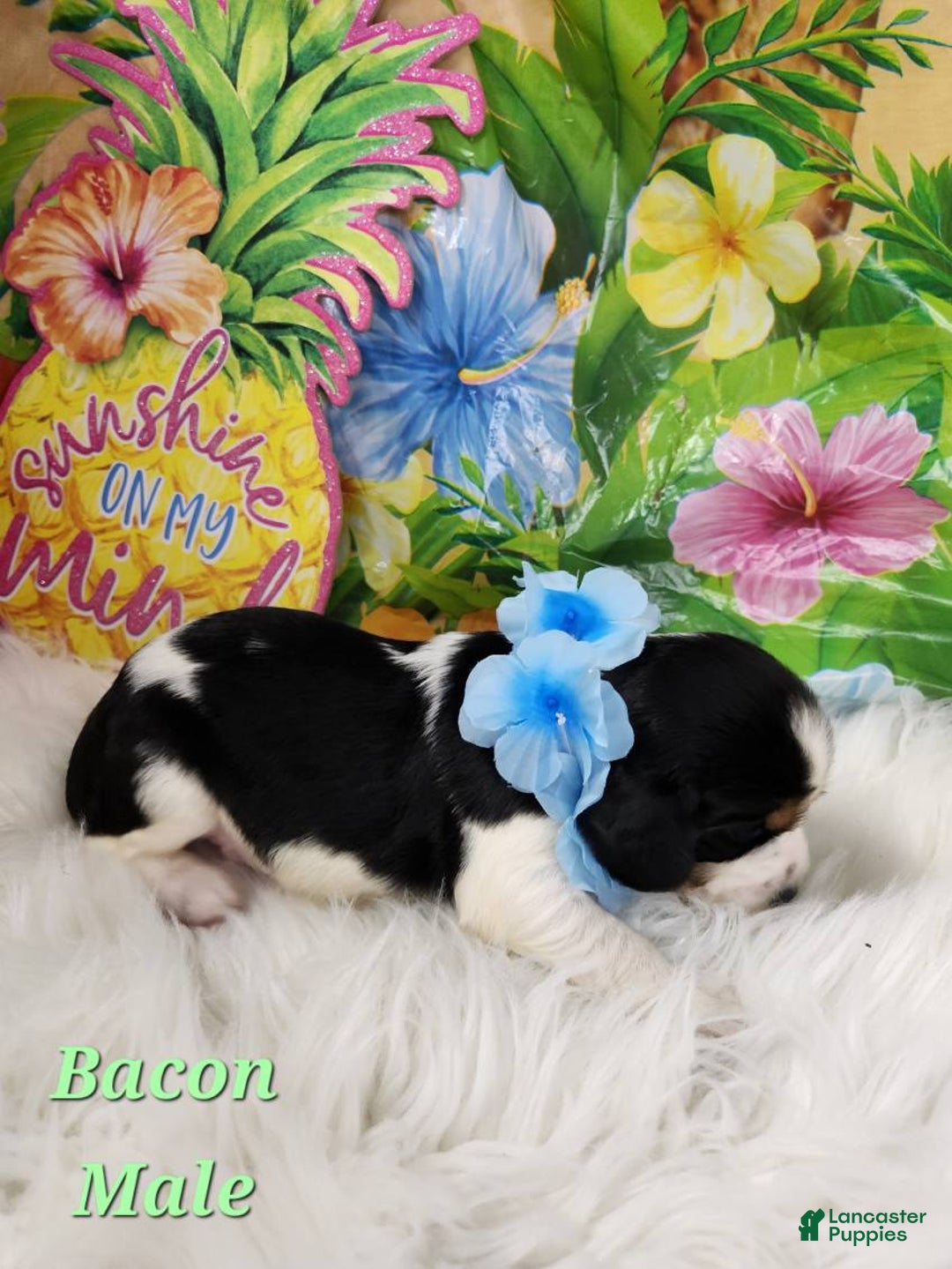 English Springer Spaniel dogs for sale: Bacon - Image 5