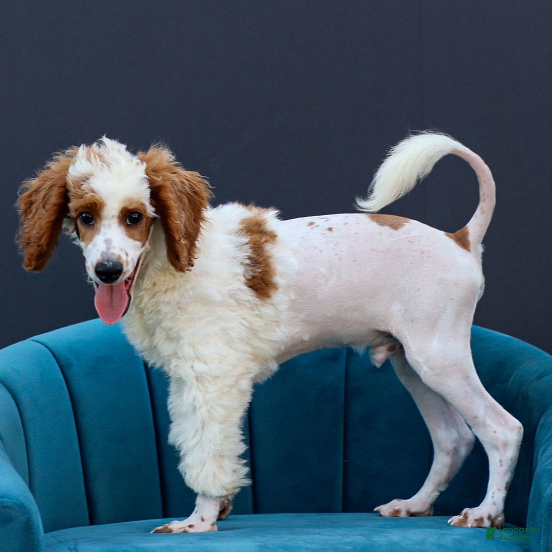 Standard Poodle dogs for sale: Rail - Image 12