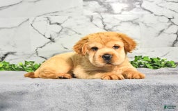 Mini Hippo dogs for sale: Brinley - Image 3