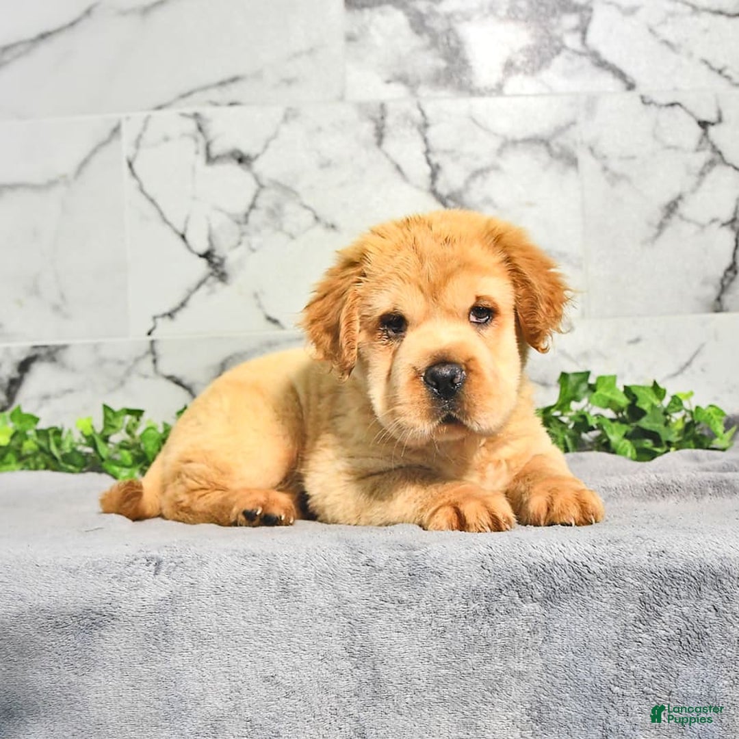 Mini Hippo dogs for sale: Brinley - Image 3