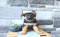 German Shepherd dogs for sale: Zane - Image 7