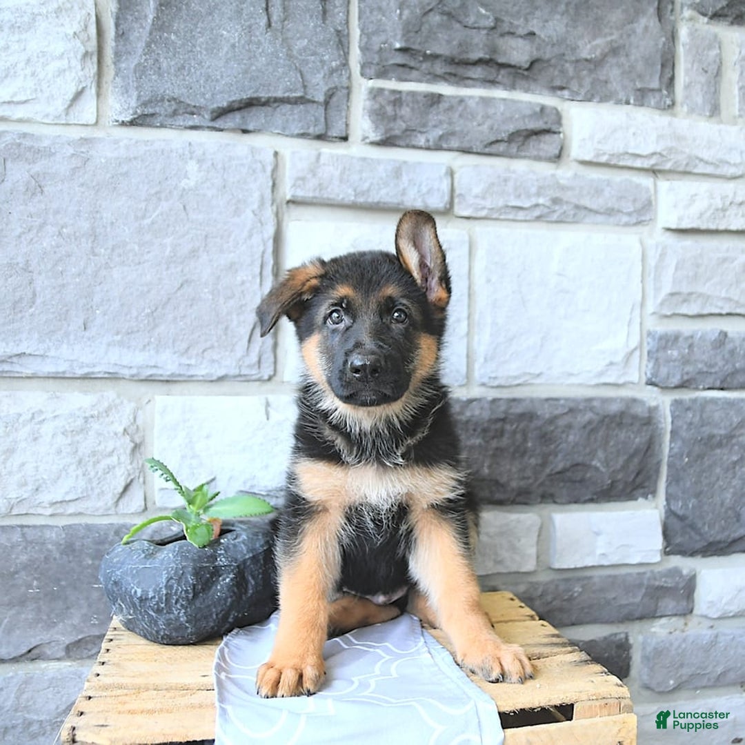 German Shepherd dogs for sale: Zane - Image 7