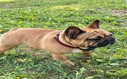 French Bulldog dogs for sale: Raider - Image 45