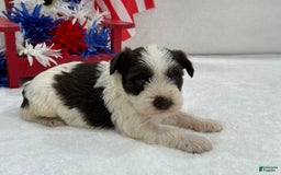 Miniature Schnauzer dogs for sale: Paisley Male 1 Liver Parti Blue Eyes - Image 5