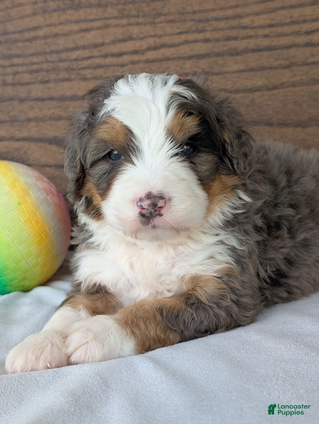 Mini Bernedoodle dogs for sale: Louie - Image 17